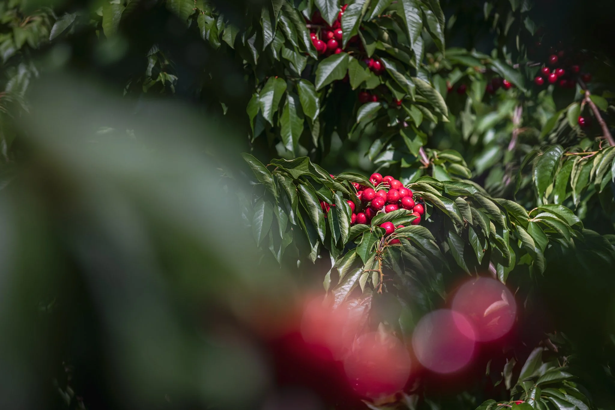 Ripe red cherries on a tree
