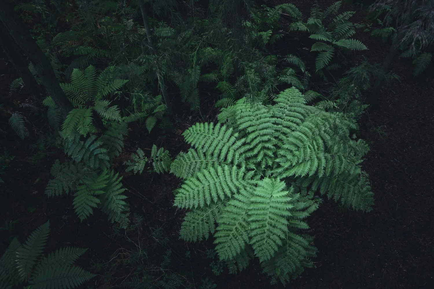 SCPS_1a_00905.jpg
