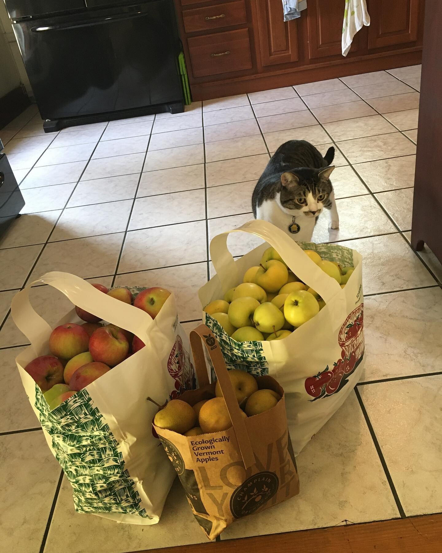 JohnJohn inspecting the #baggage of tasty apples from a nice walk @champlainorchards!! #applesapplesapples #yumyumyum #kitty😻 #ilovevermont #happyplace #comeandsee