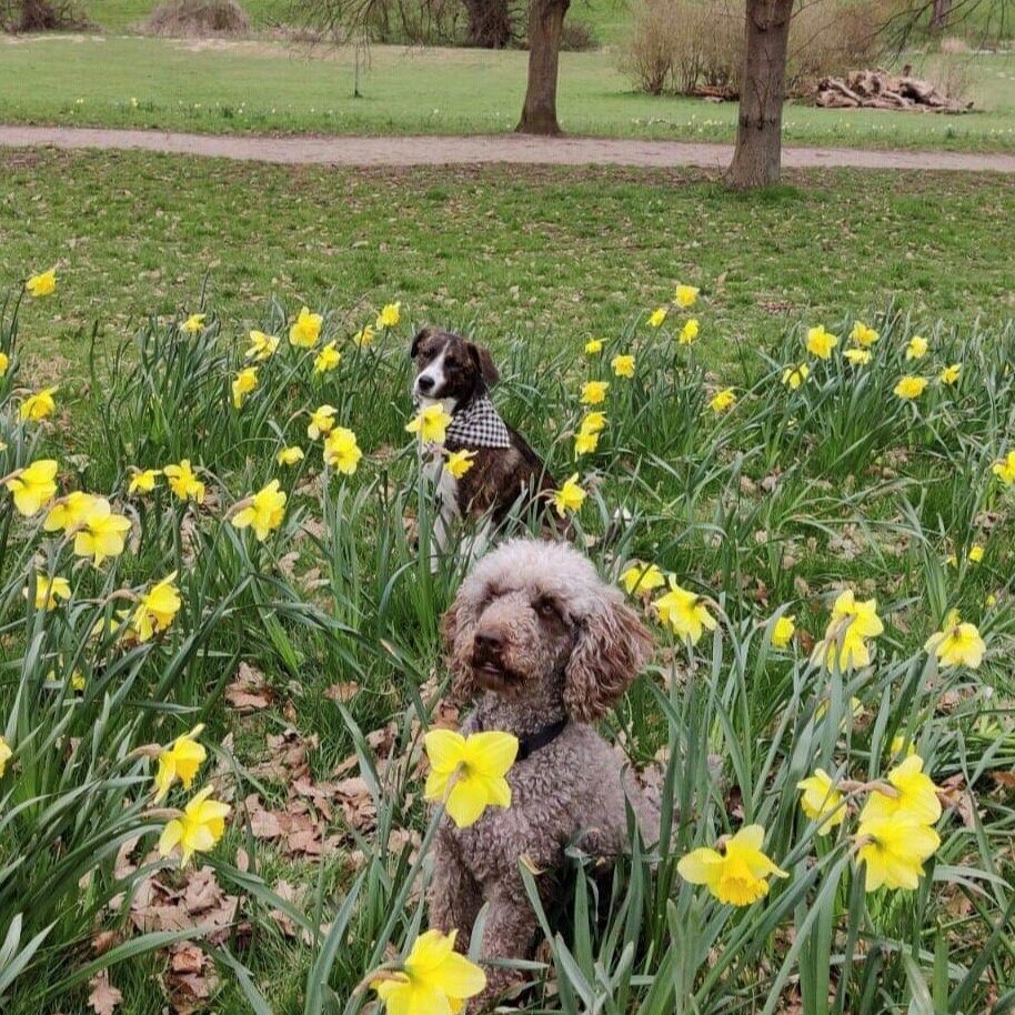 Pixie+in+daffs.jpg