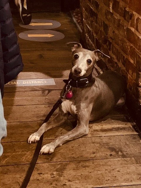 Here is Moon the Sunday before he transformed into spirit after his last Doggie Roast at The Juggs pub.