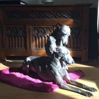 Bluemoon were twin souls and his brother and him were never separated. Blue is recovering, but his grief has been acute. I brought Moon’s body home so his brother understood. He let out a sound I have never heard him make before. We grieved and held…
