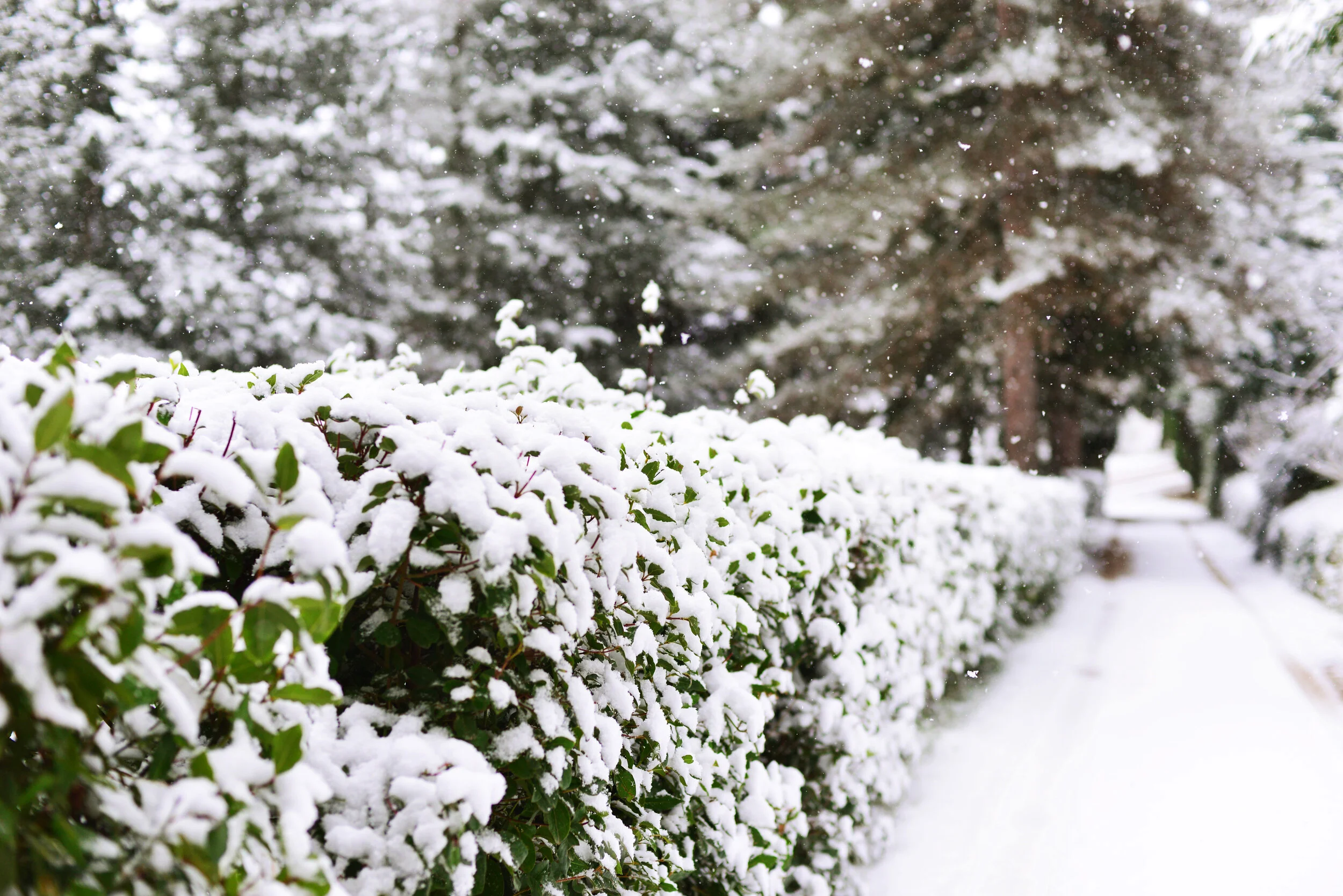 Agriturismo Villa Cicchi, Location, Winter, Snow