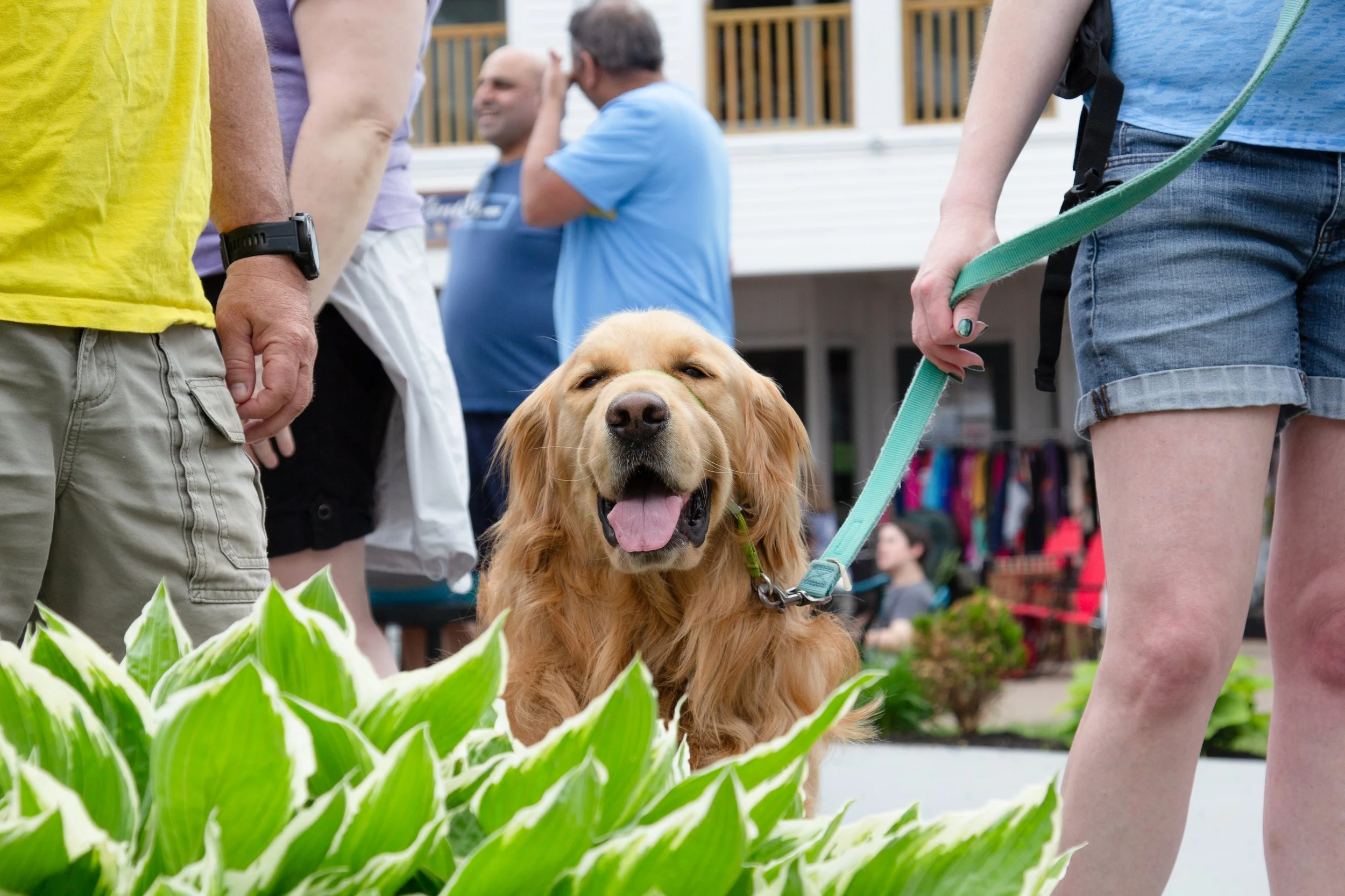 Discover New Hampshire’s Dog-Friendly Village