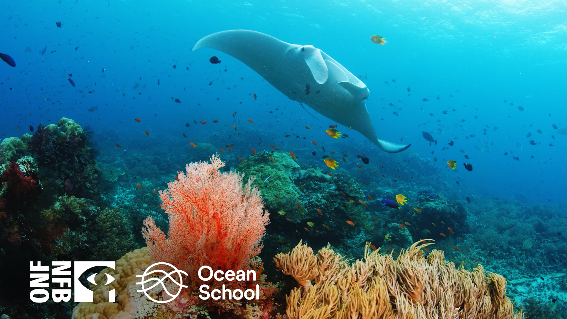 Ocean School: Building Biodiversity