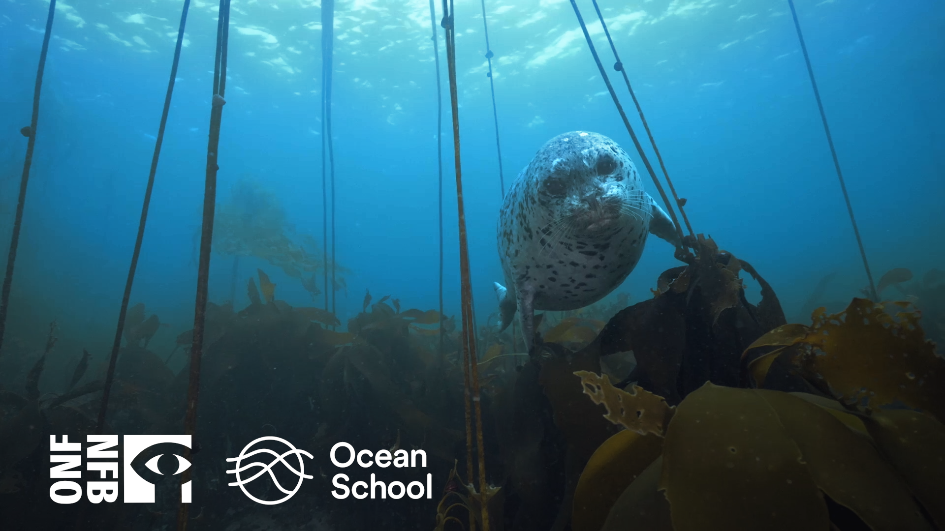 Ocean School: A Love Letter to the Ocean