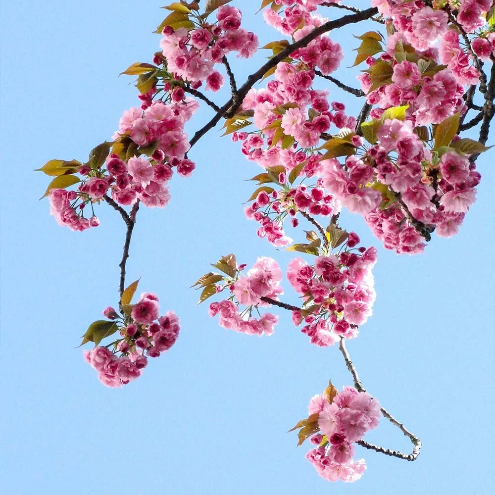 cherry-blossom-home.jpg