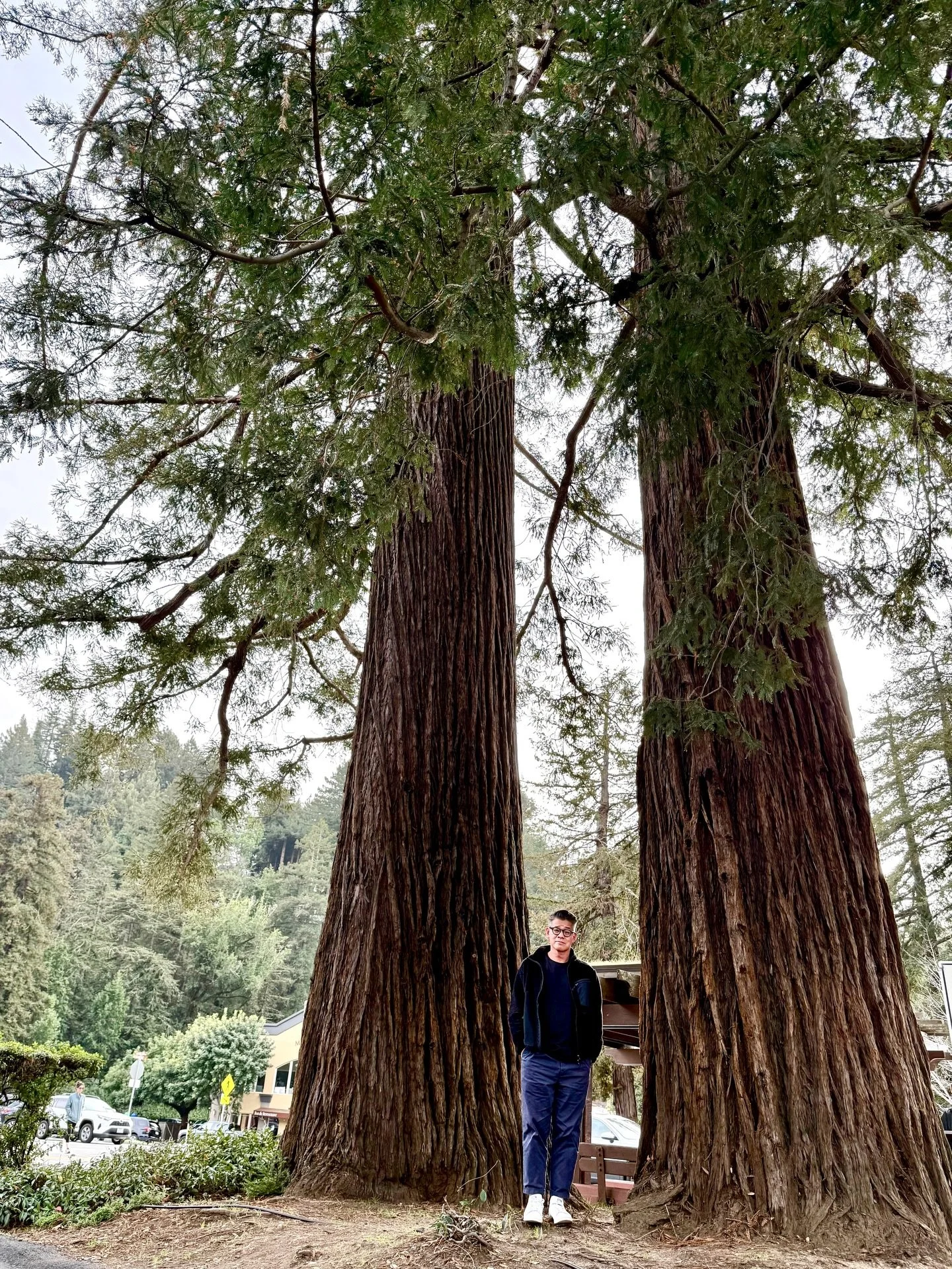 Hometown kid 👶🏻 ✨ Eventhough I haven&rsquo;t lived here in years, this little verdant slice of the bay area still charms me- maybe even more so now, where at every turn memories gently sit on my shoulders- carpool pick up at the Book Depot (where I