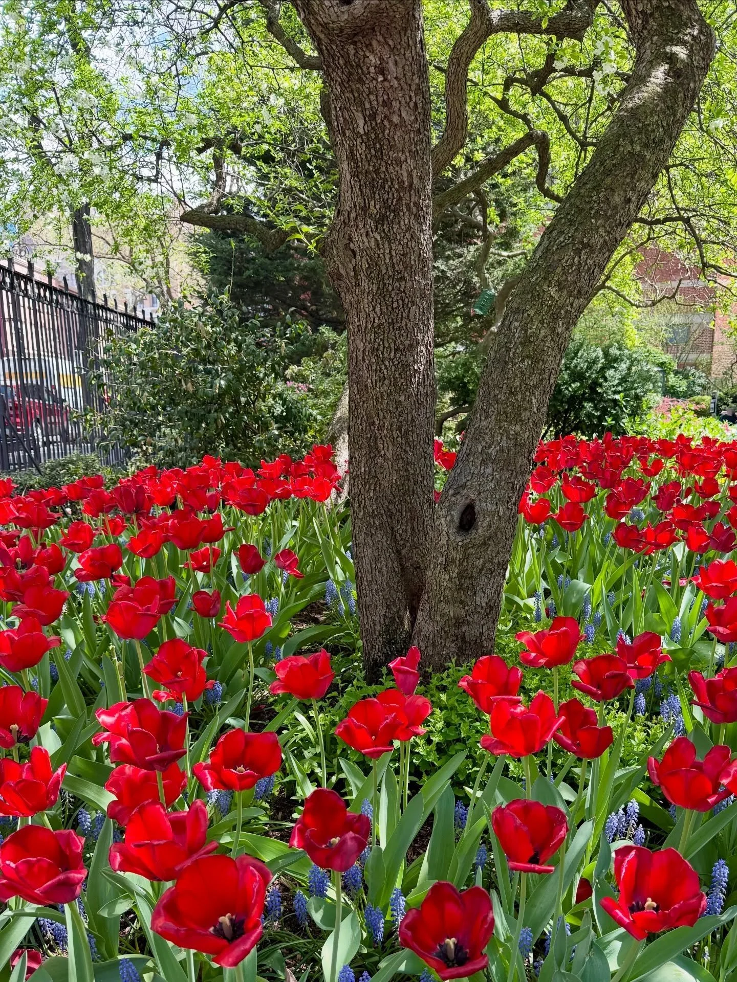 Spring has sprung in my West Village! 💐 ✨
.
.
.
#petersom #westvillagenyc #spring #springhassprung #nyc