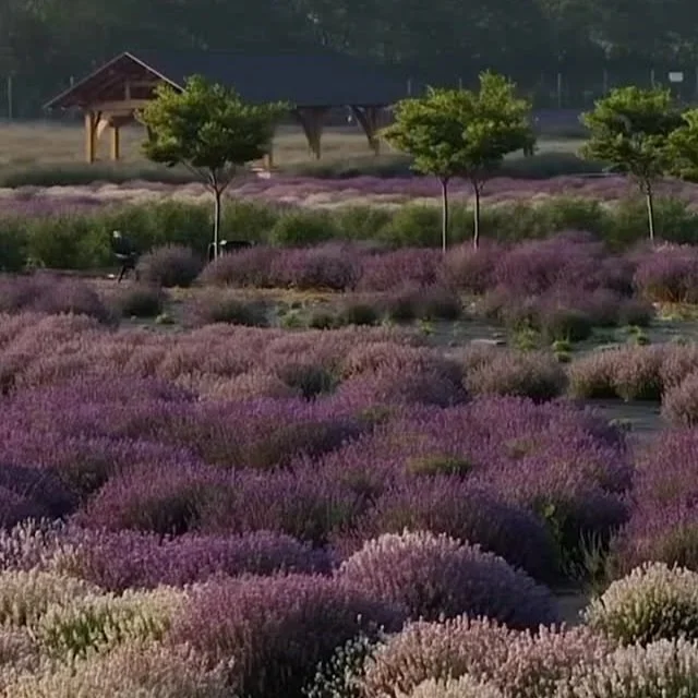 lavender by the bay farm