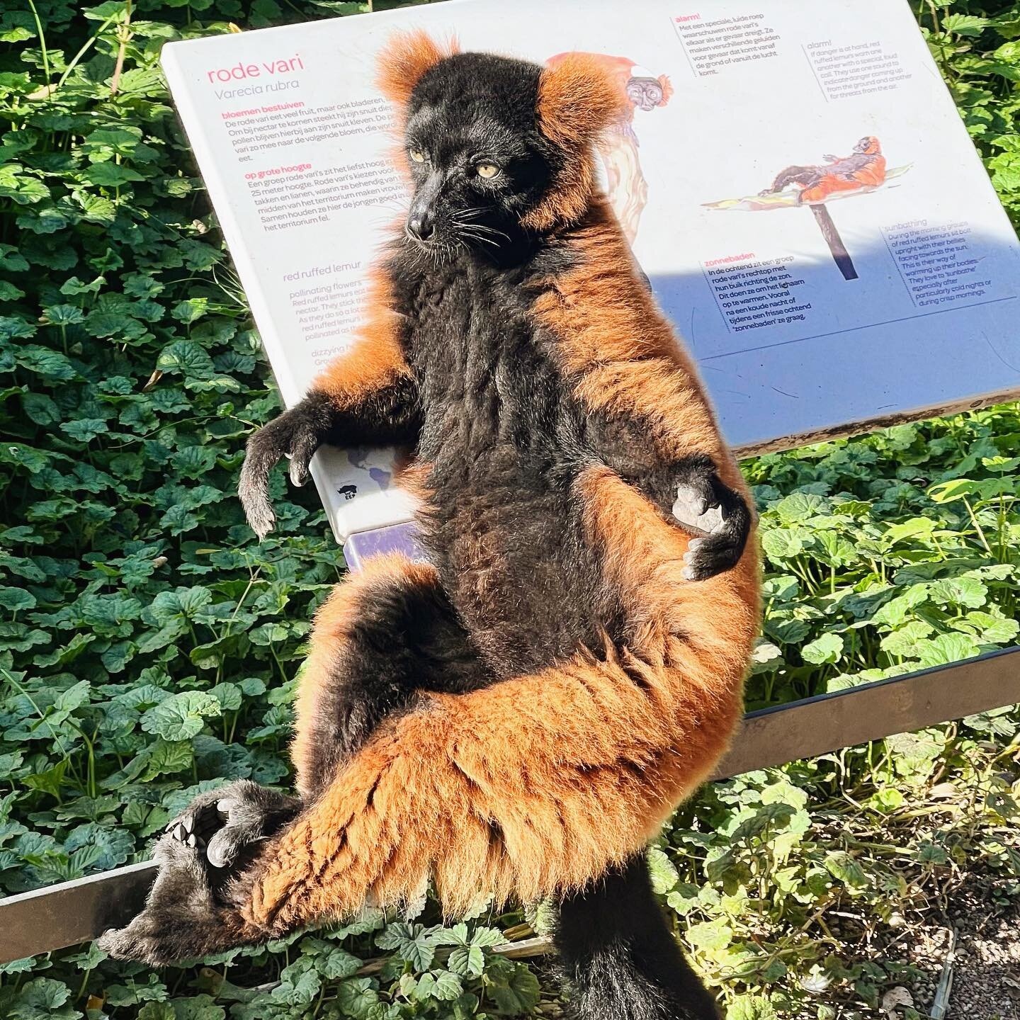 Lazy Red Lemur hanging out on on top of his own interpretive panel, because well &hellip; it&rsquo;s their sign after all ;-)