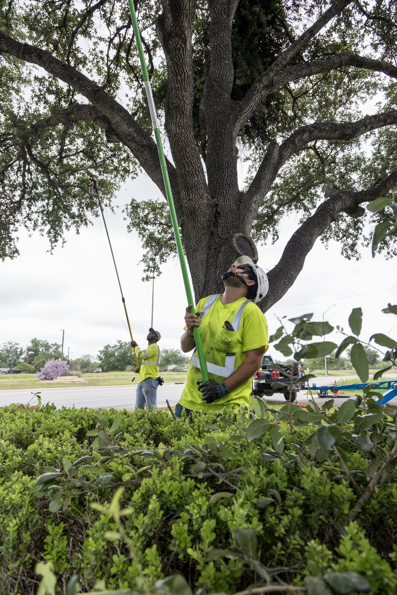 Workers trimming a large tree with safety gear and equipment in an outdoor setting near a road.