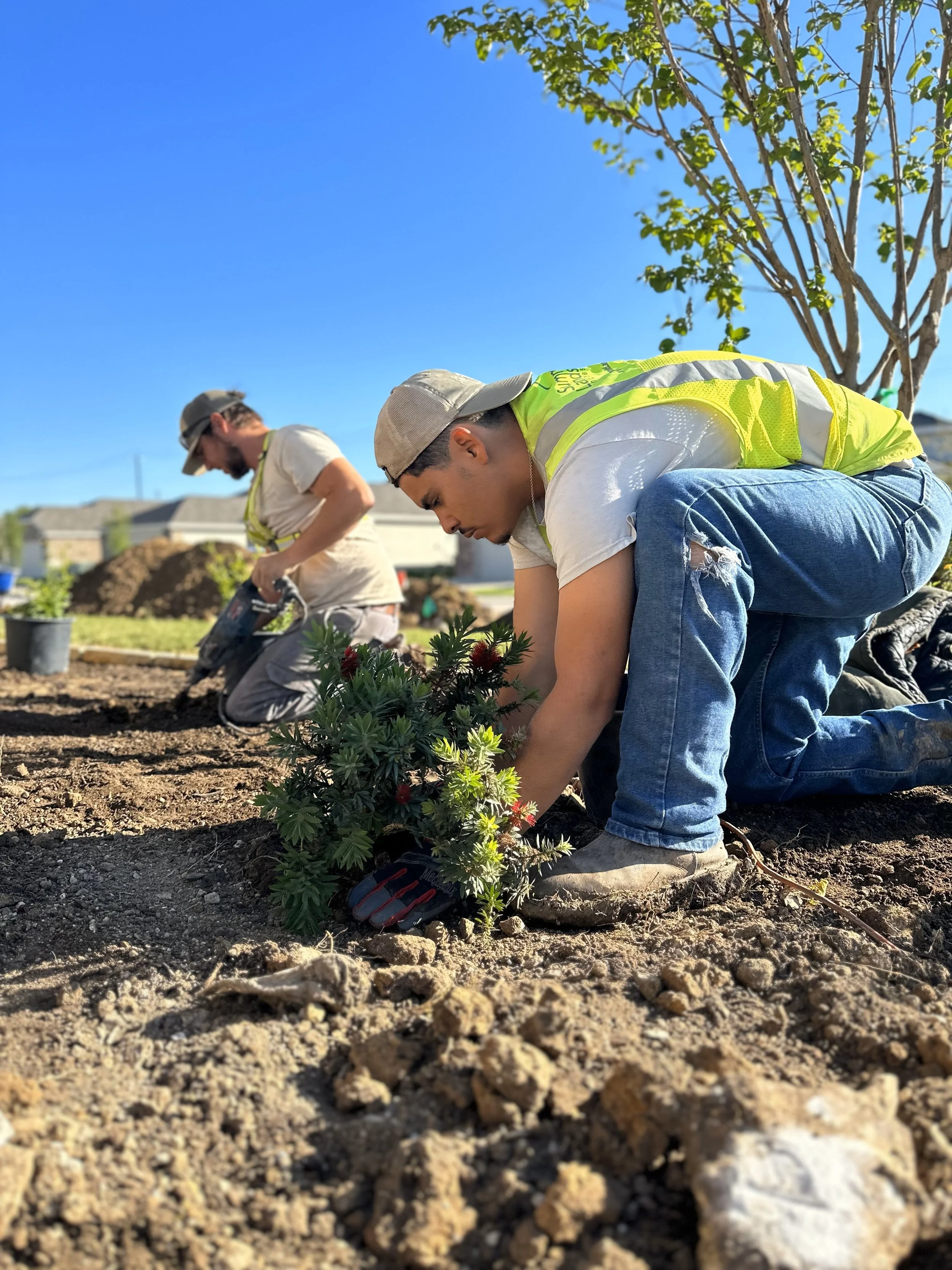 Two men planting a small shrub in a garden bed on a sunny day. Both are kneeling on the soil, wearing casual clothes and hats. The background shows a residential area with houses and trees.