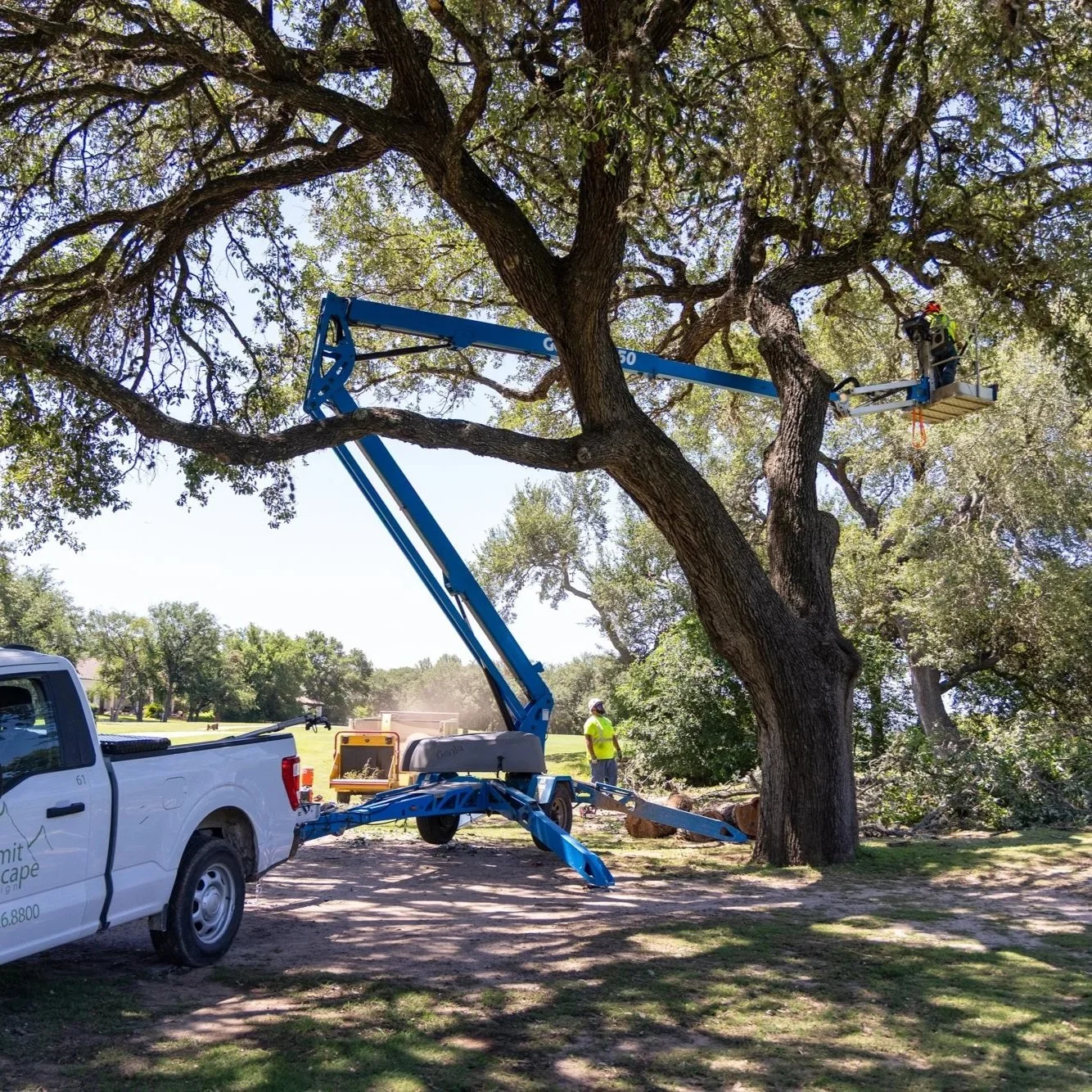 Workers using a bucket truck to trim a large tree in a park.