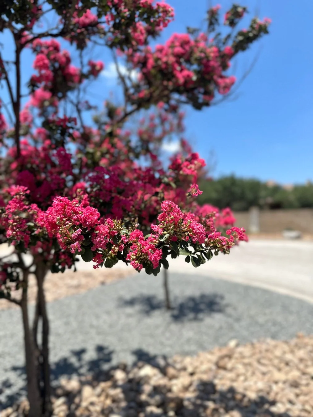 Pink flowering tree with bright pink blossoms and dark green leaves against a clear blue sky in a landscaped outdoor area.