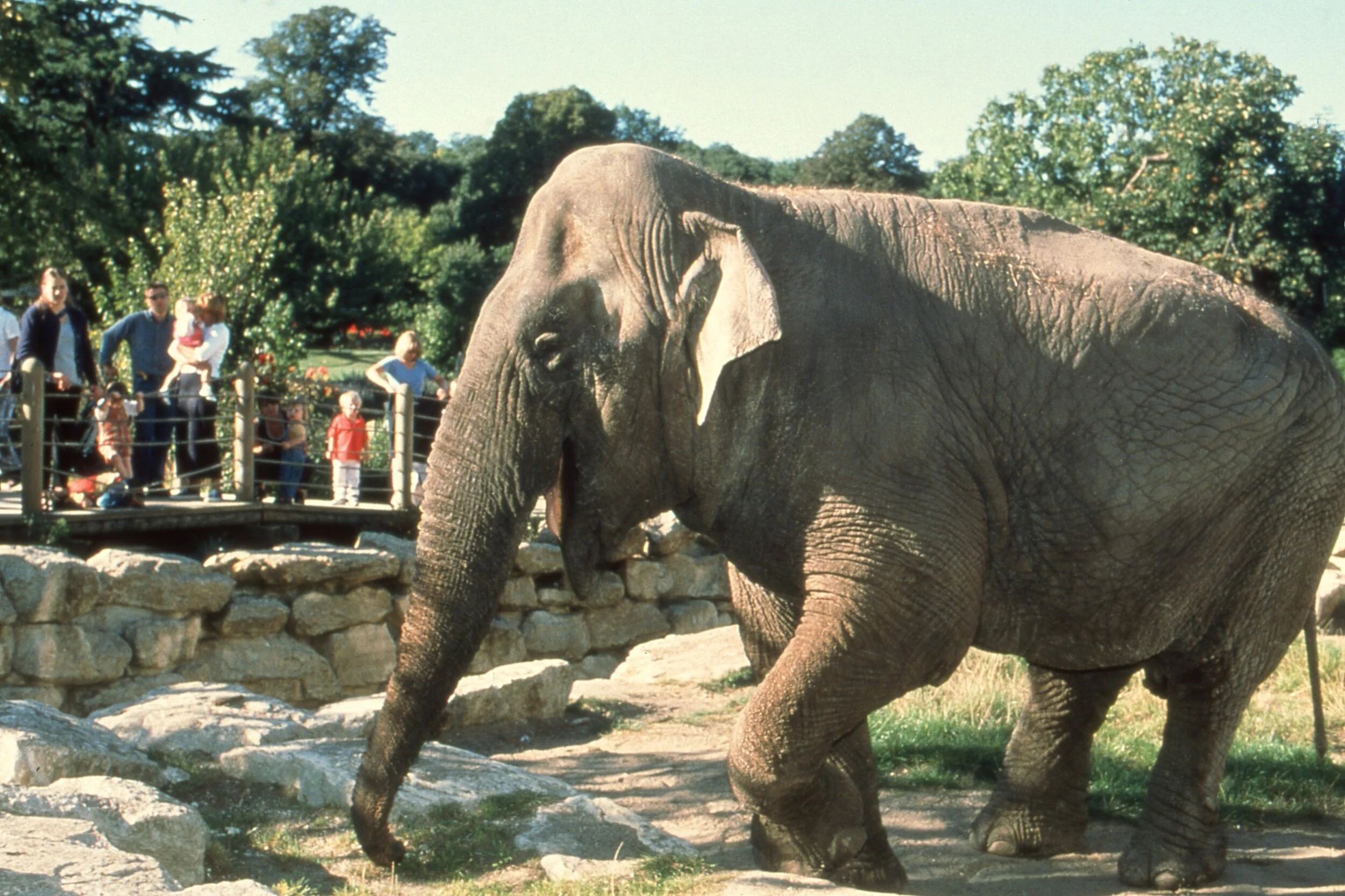 Archive - Wendy the elephant at Bristol Zoo Gardens.jpg