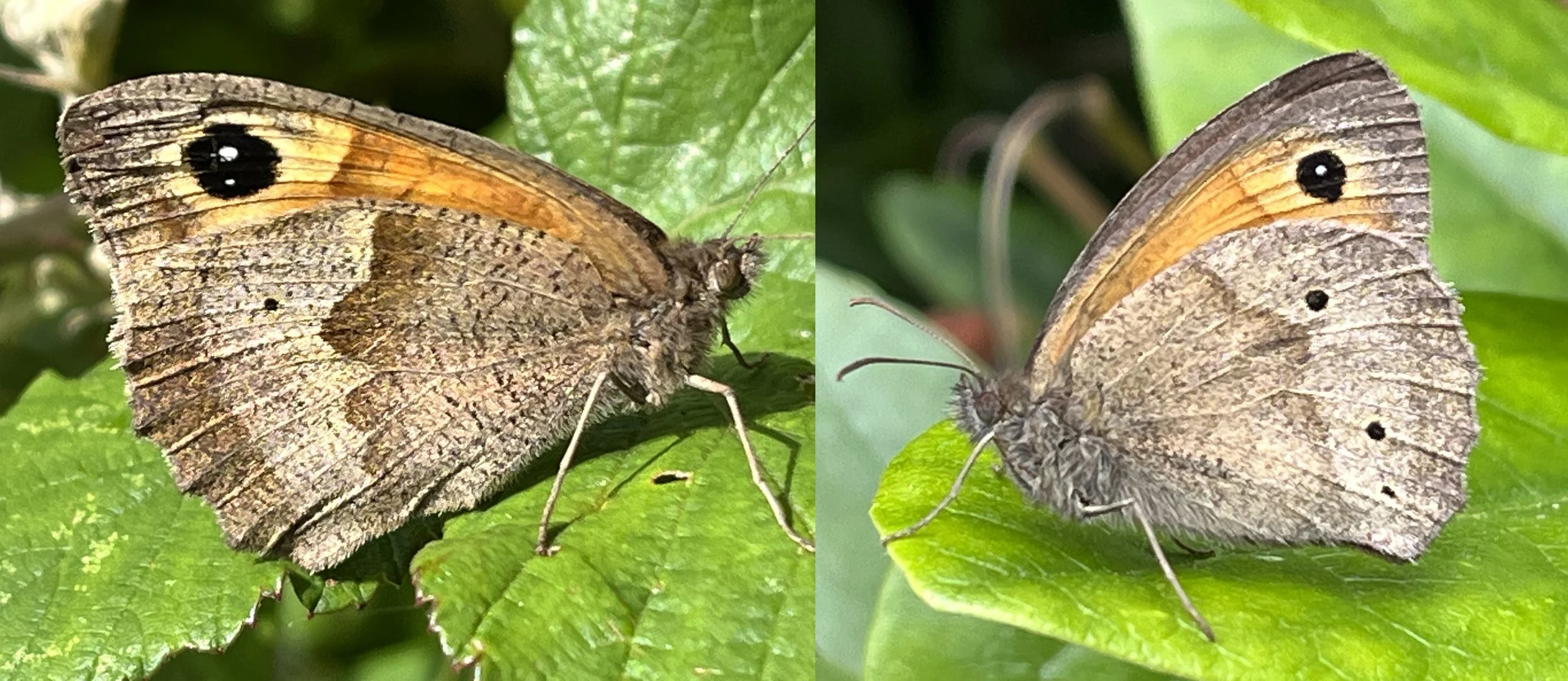Butterflies could lose spots as climate warms find University of Exeter scientists