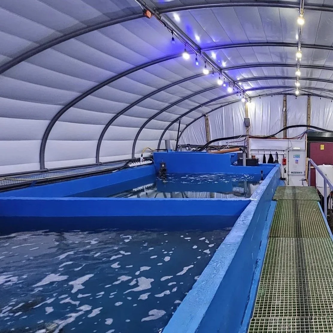 UK prawn farms could spark sustainable seafood revolution