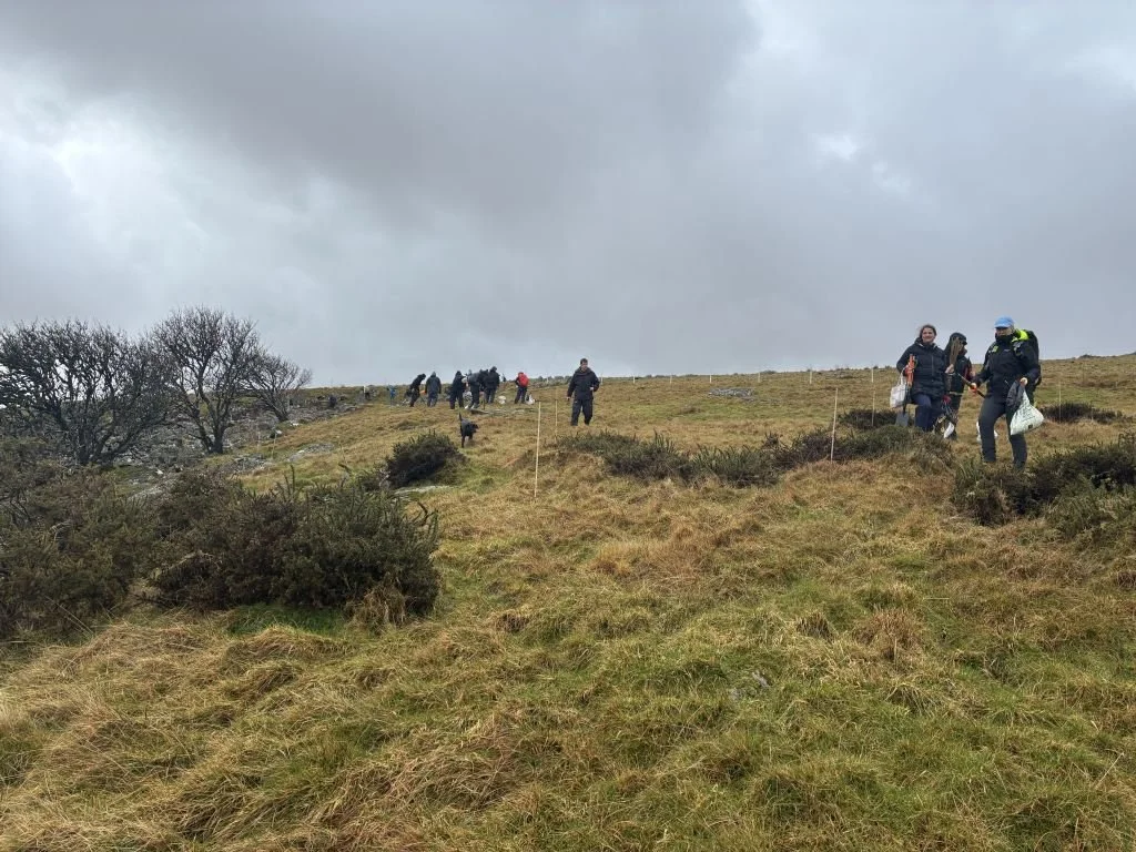 Volunteers plant 800 trees at Wistman’s Wood in Dartmoor as restoration work continues
