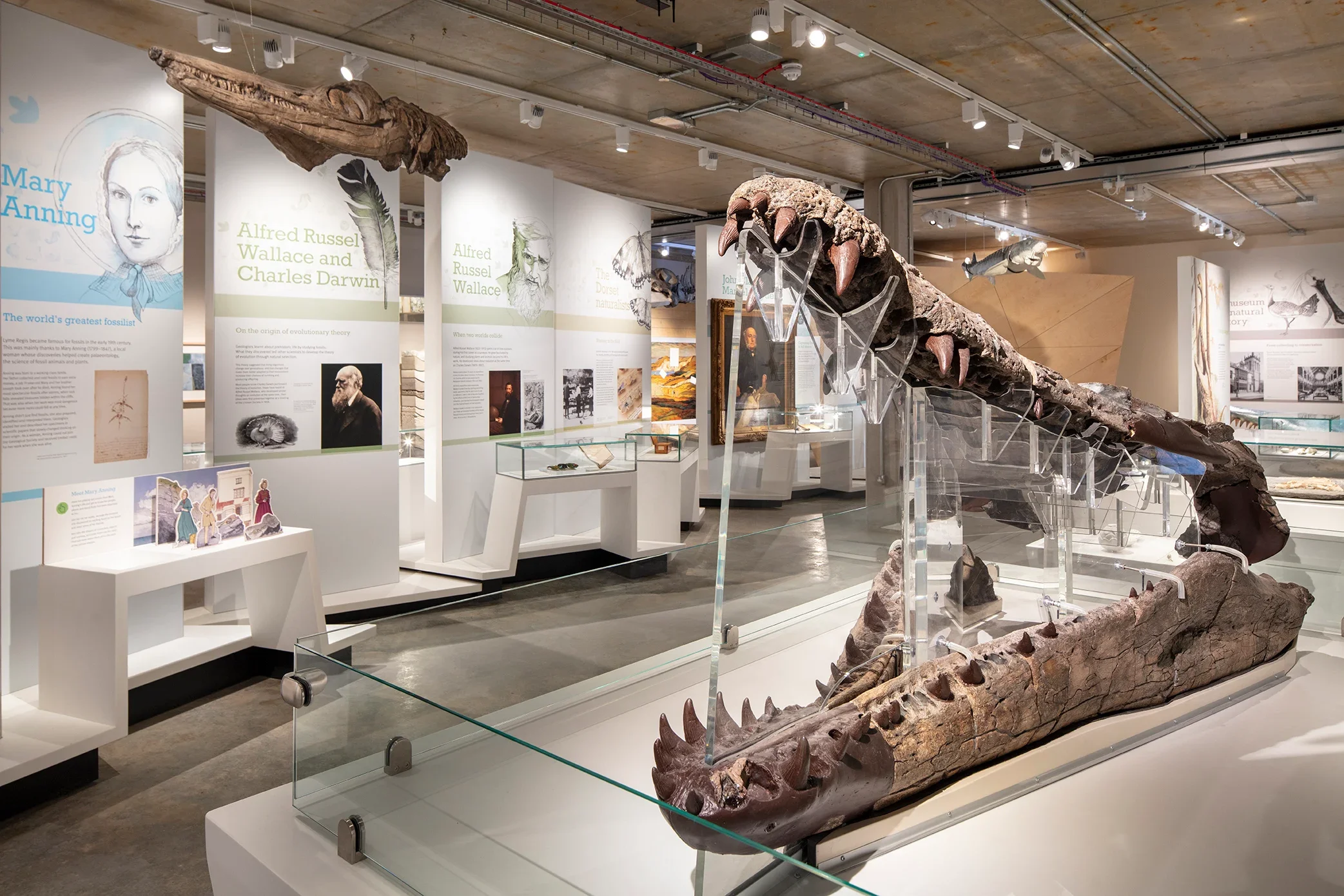 Celebrate World Heritage Day and 25 Years of the Jurassic Coast at the Dorset Museum &amp; Art Gallery