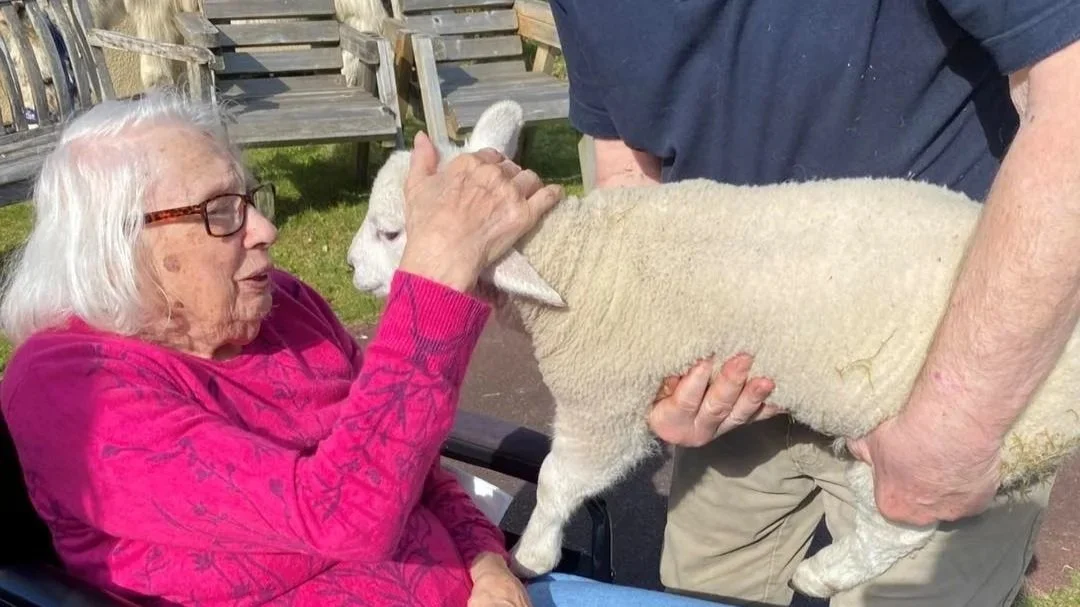 Spring lambs delight care home residents