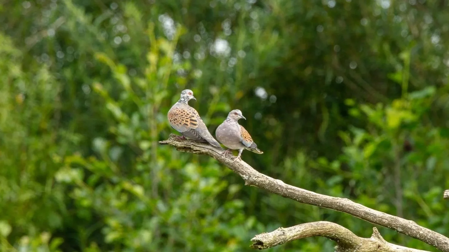 Turtle Doves Return to the South West After Landmark Rewilding Release Programme