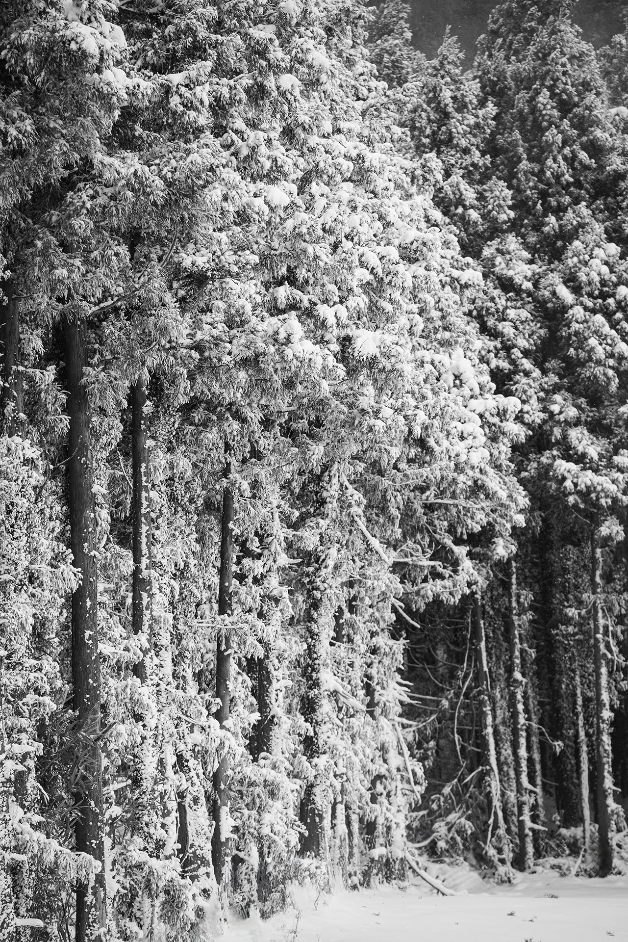 _81B2842s.jpg
