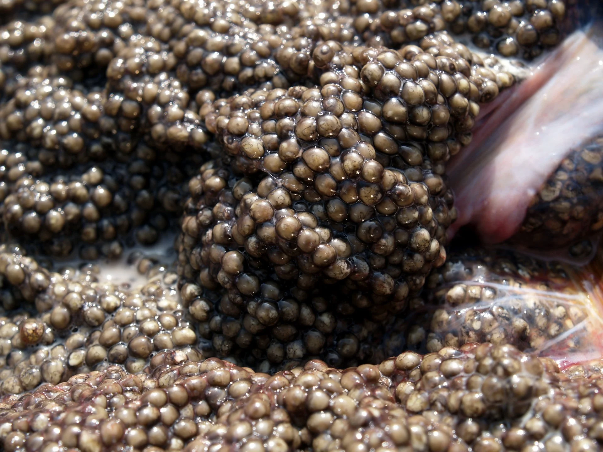 Caviar08.jpg
