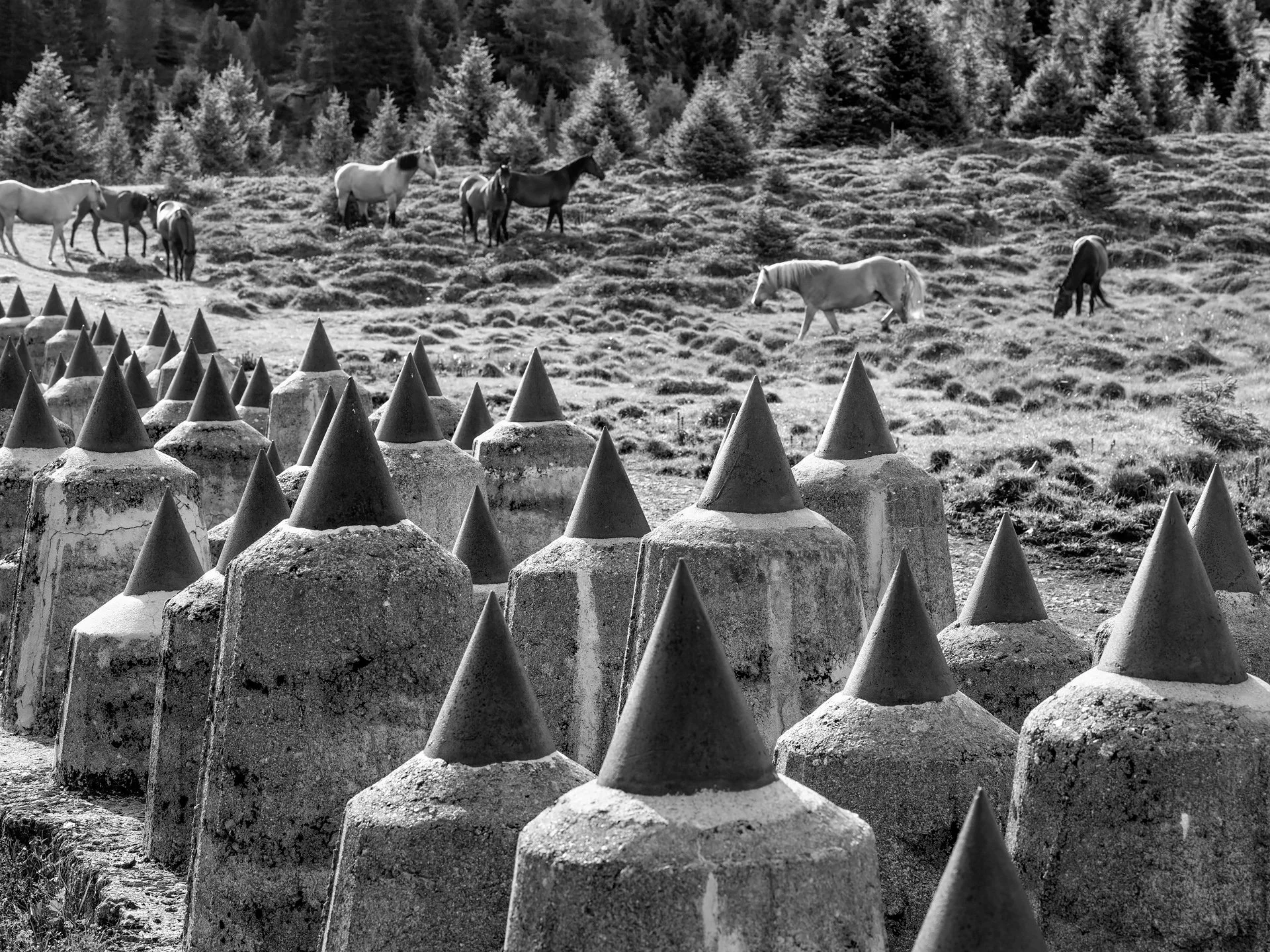31_D85_2113.jpg