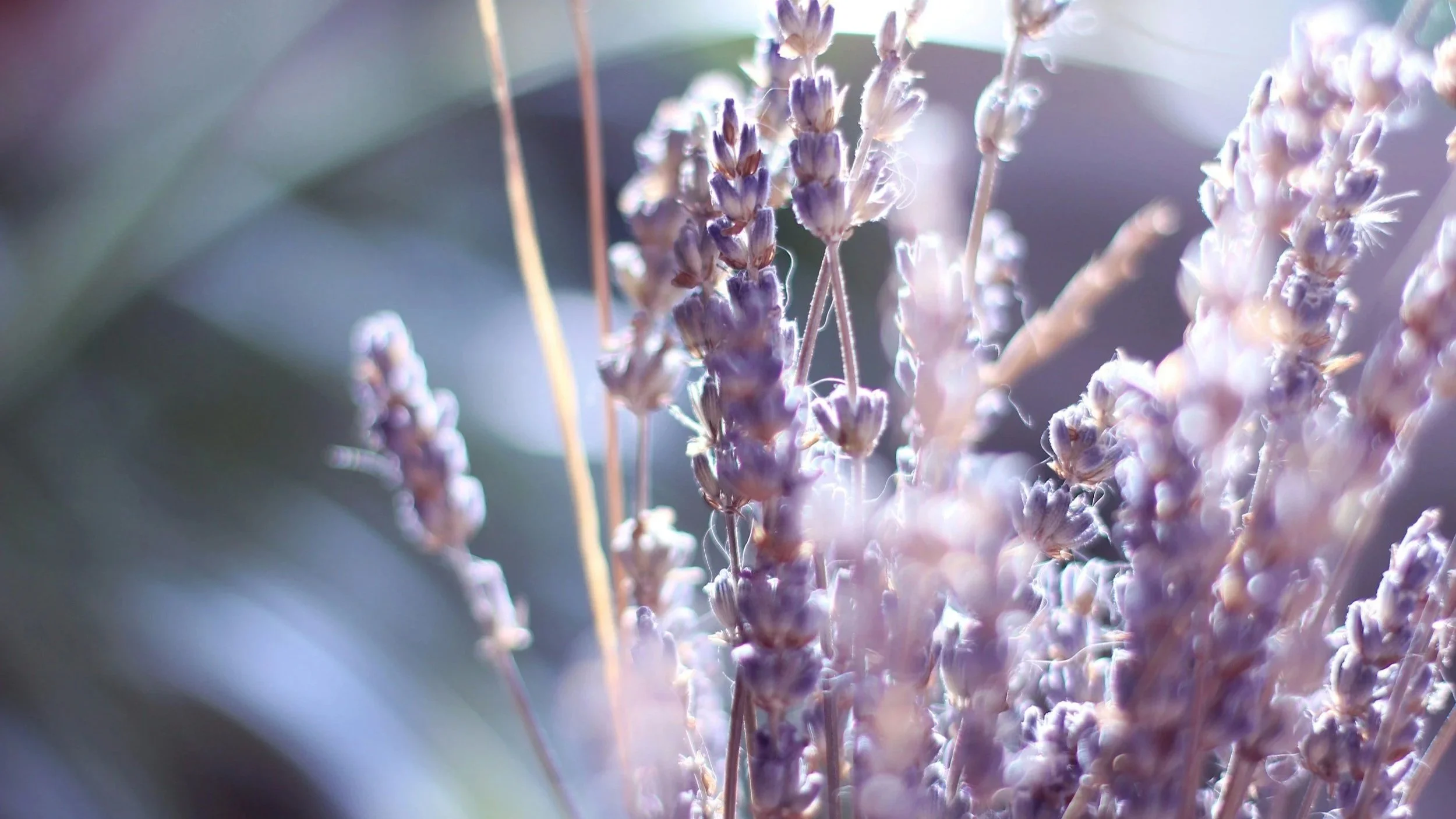 Lavender in the field
