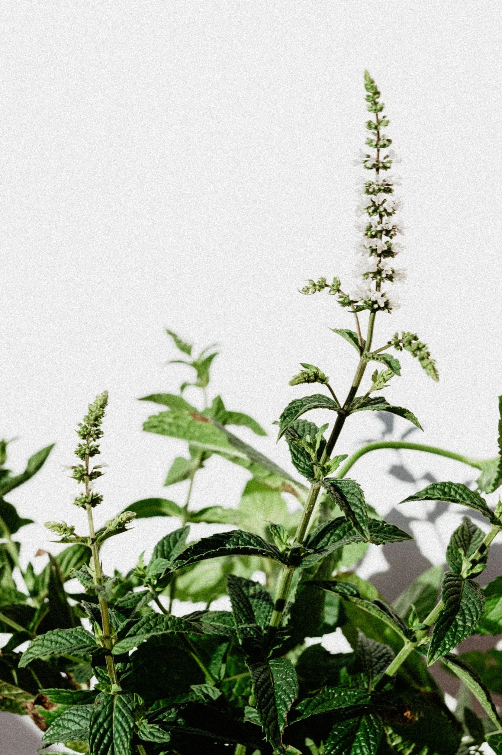 plant & flower