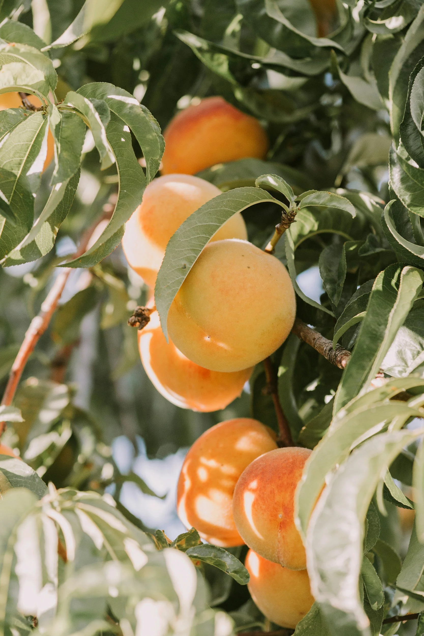 apricots on tree