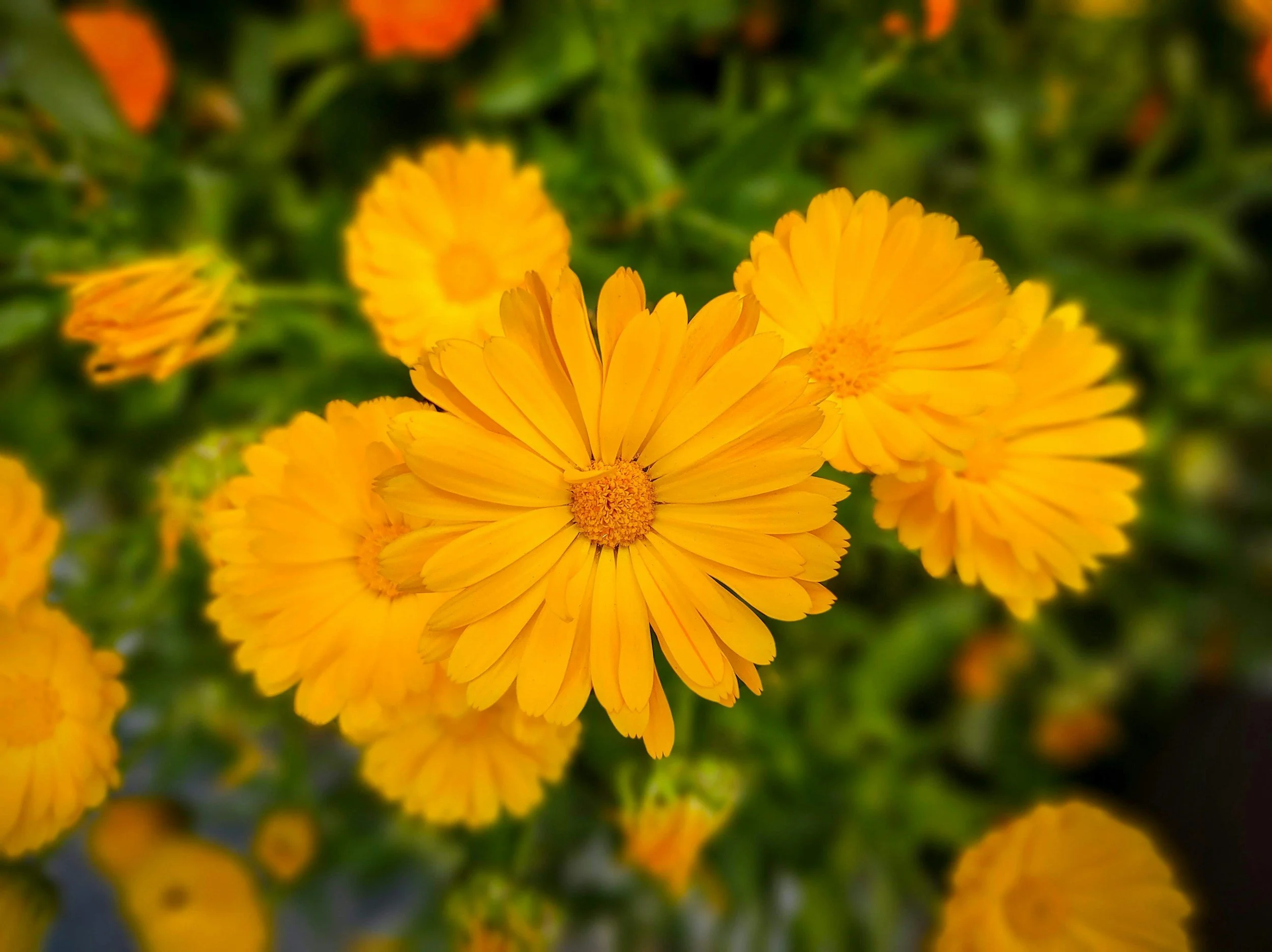 calendula flowers