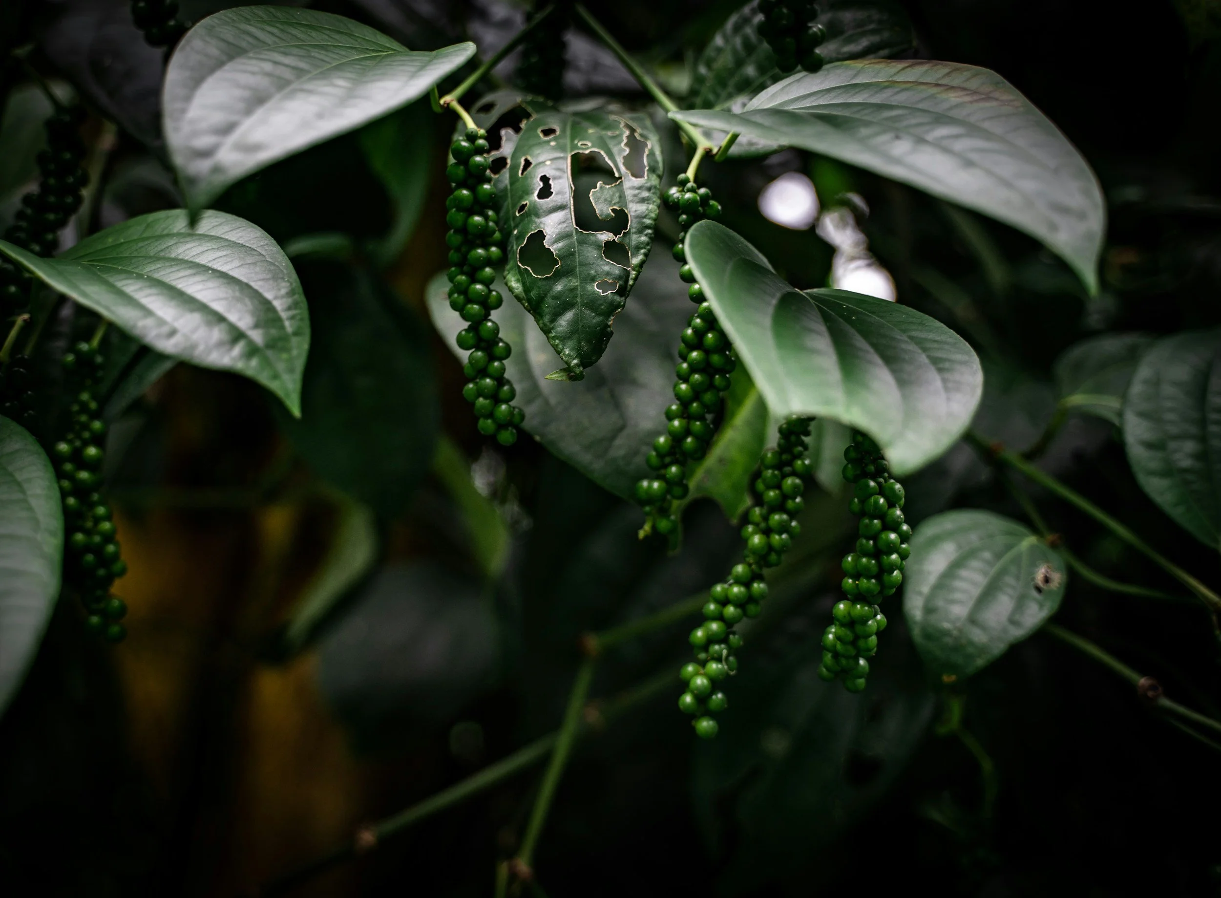 pepper on the plant