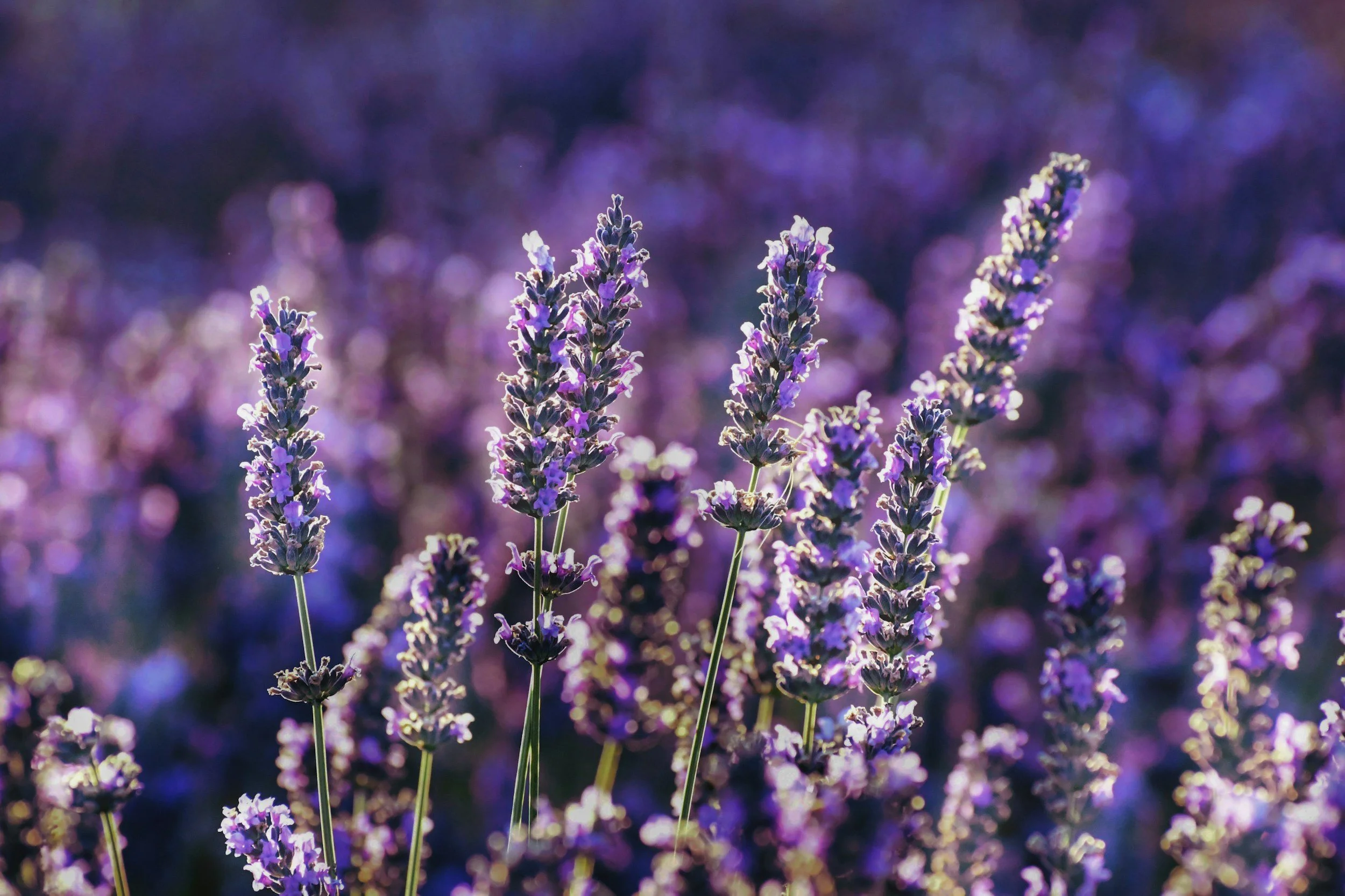 lavender flower