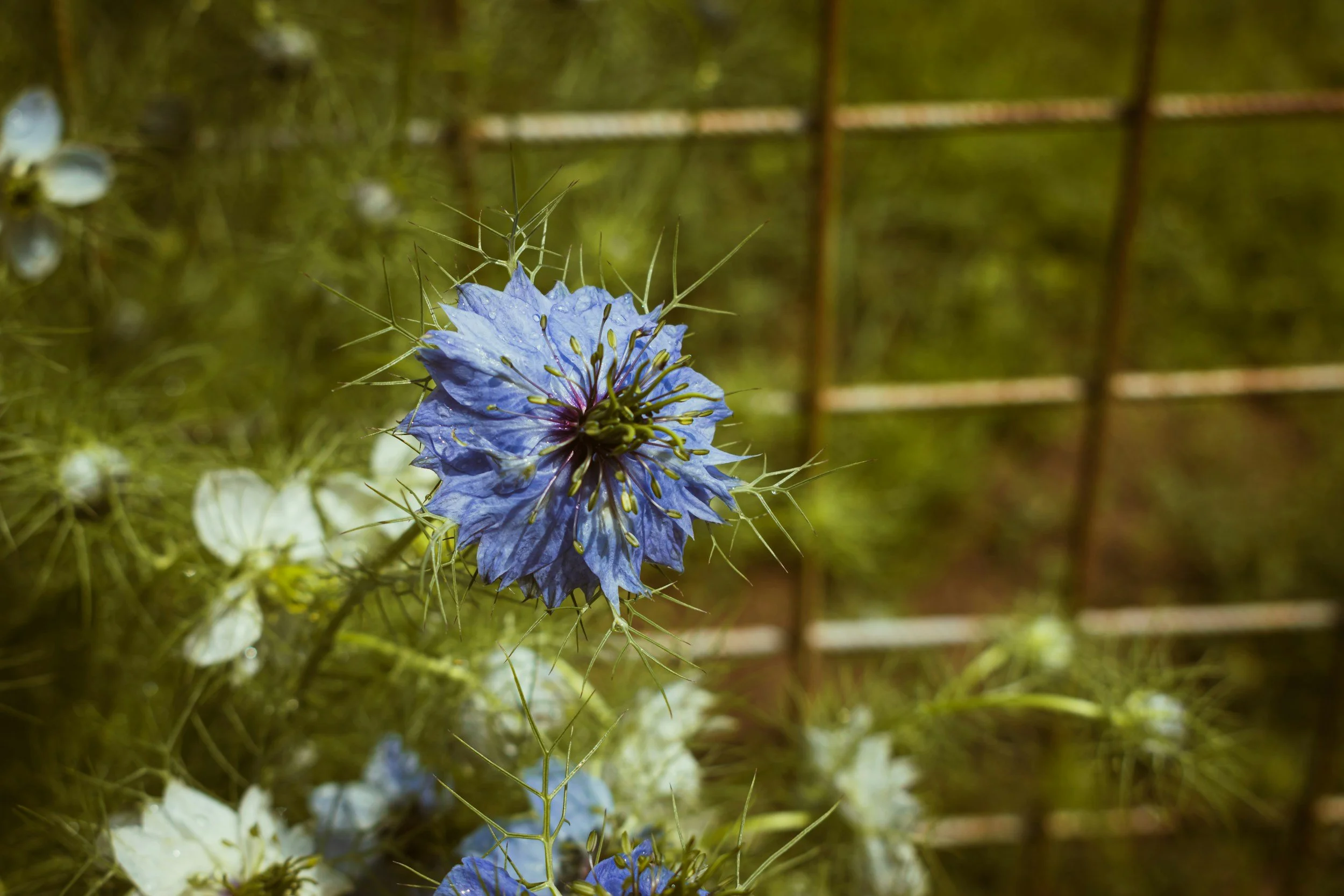 black cumin seed flower
