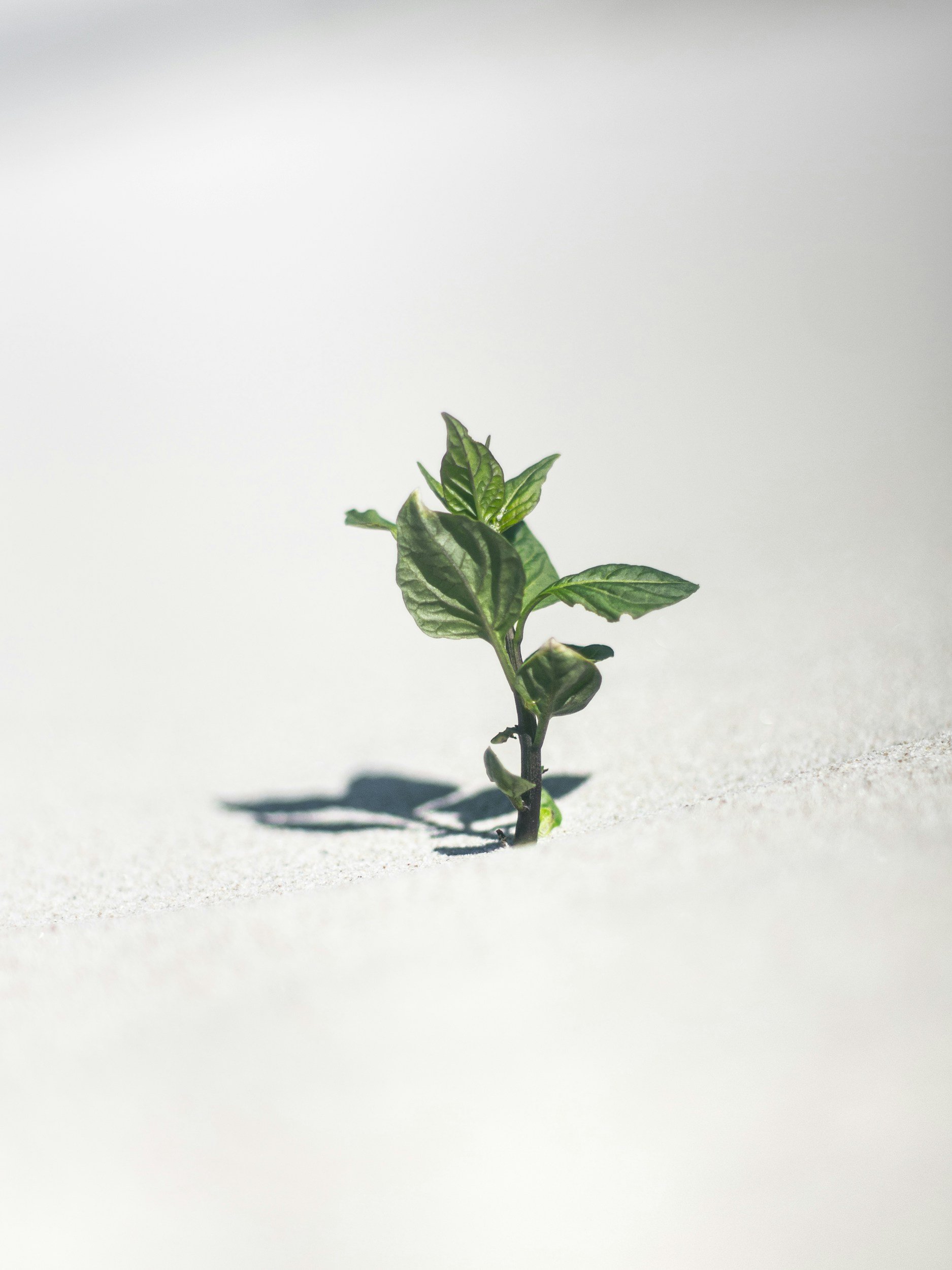 plant growing out of the sand