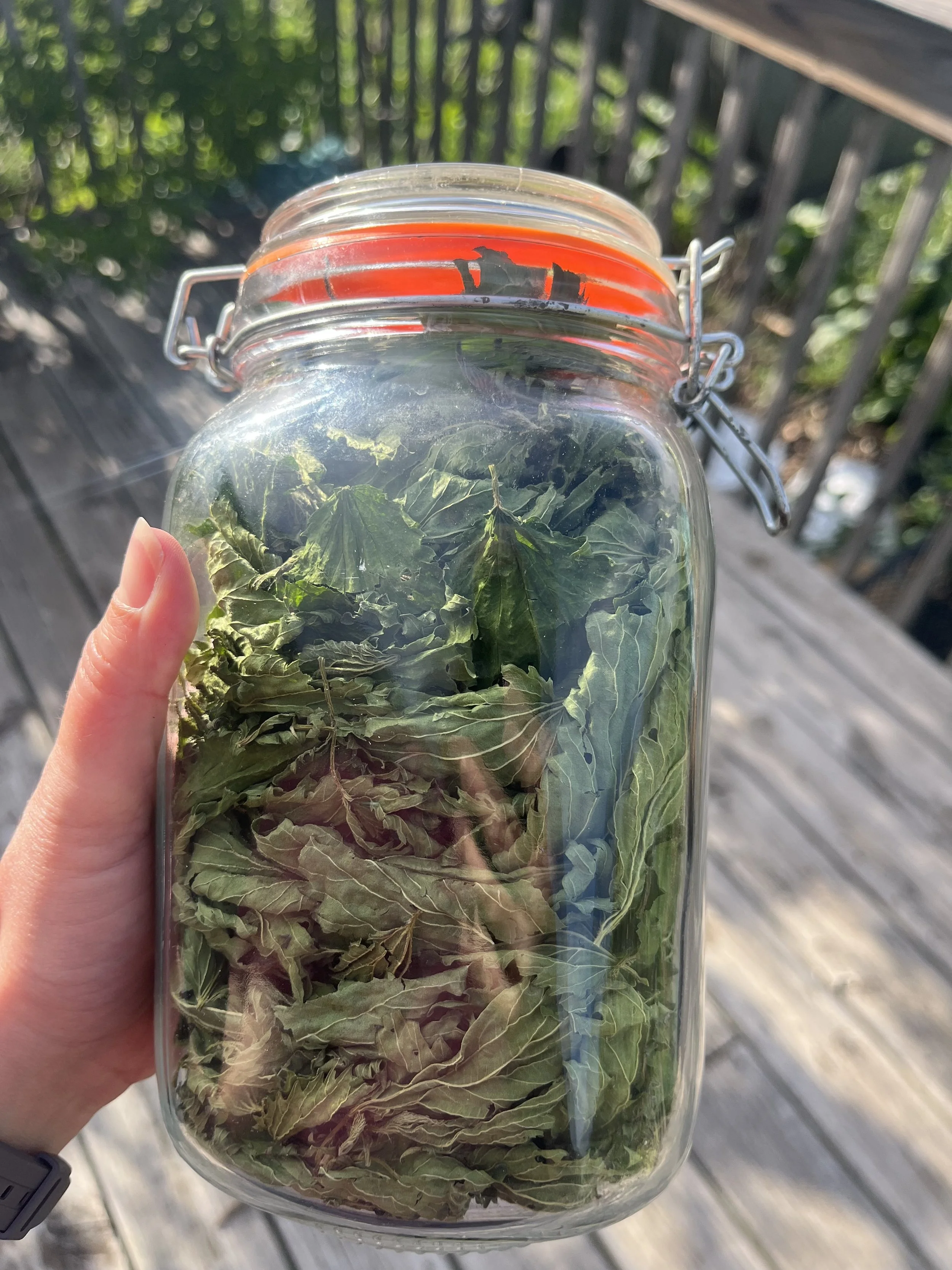 Nettle herb used in postpartum nourishment to support recovery and gentle healing after birth