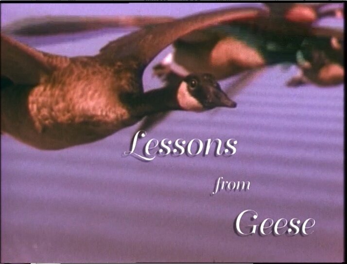 Team Building Lessons From Geese