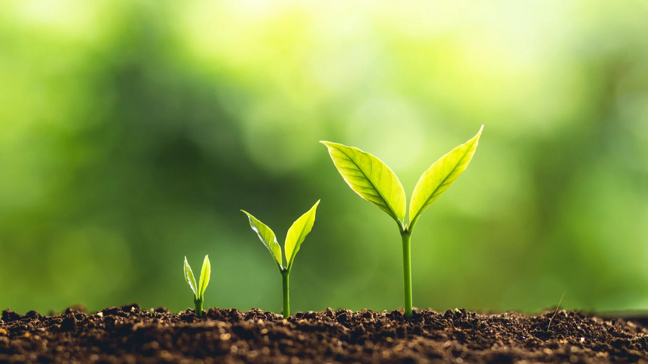 Photo by ArtRachen01/iStock / Getty Images