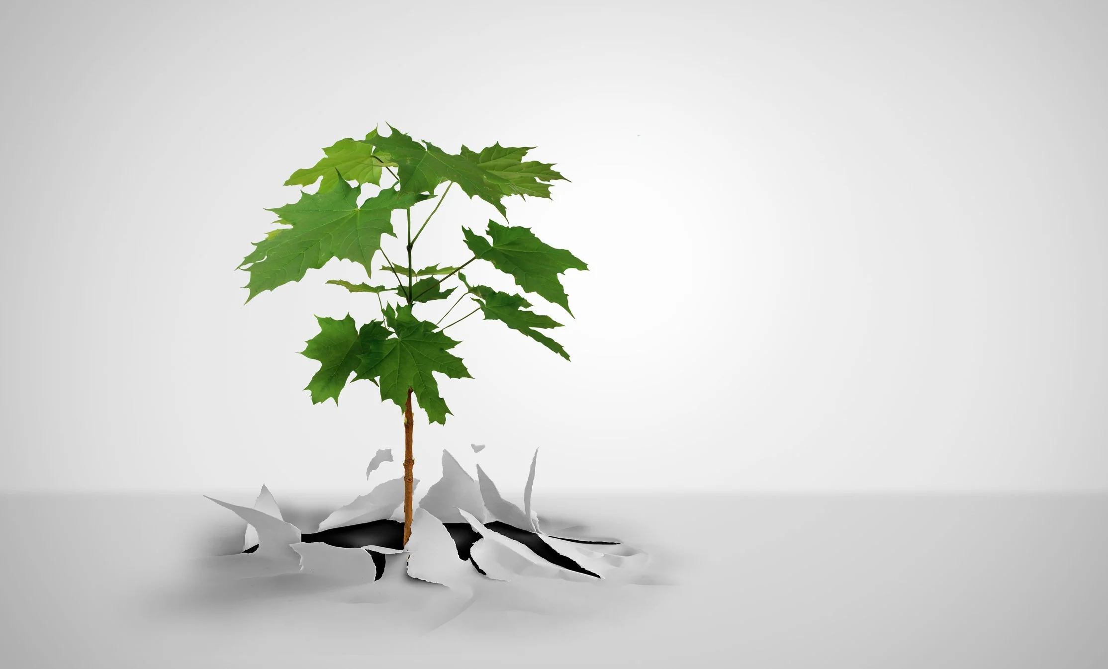 young tree breaking through white paper