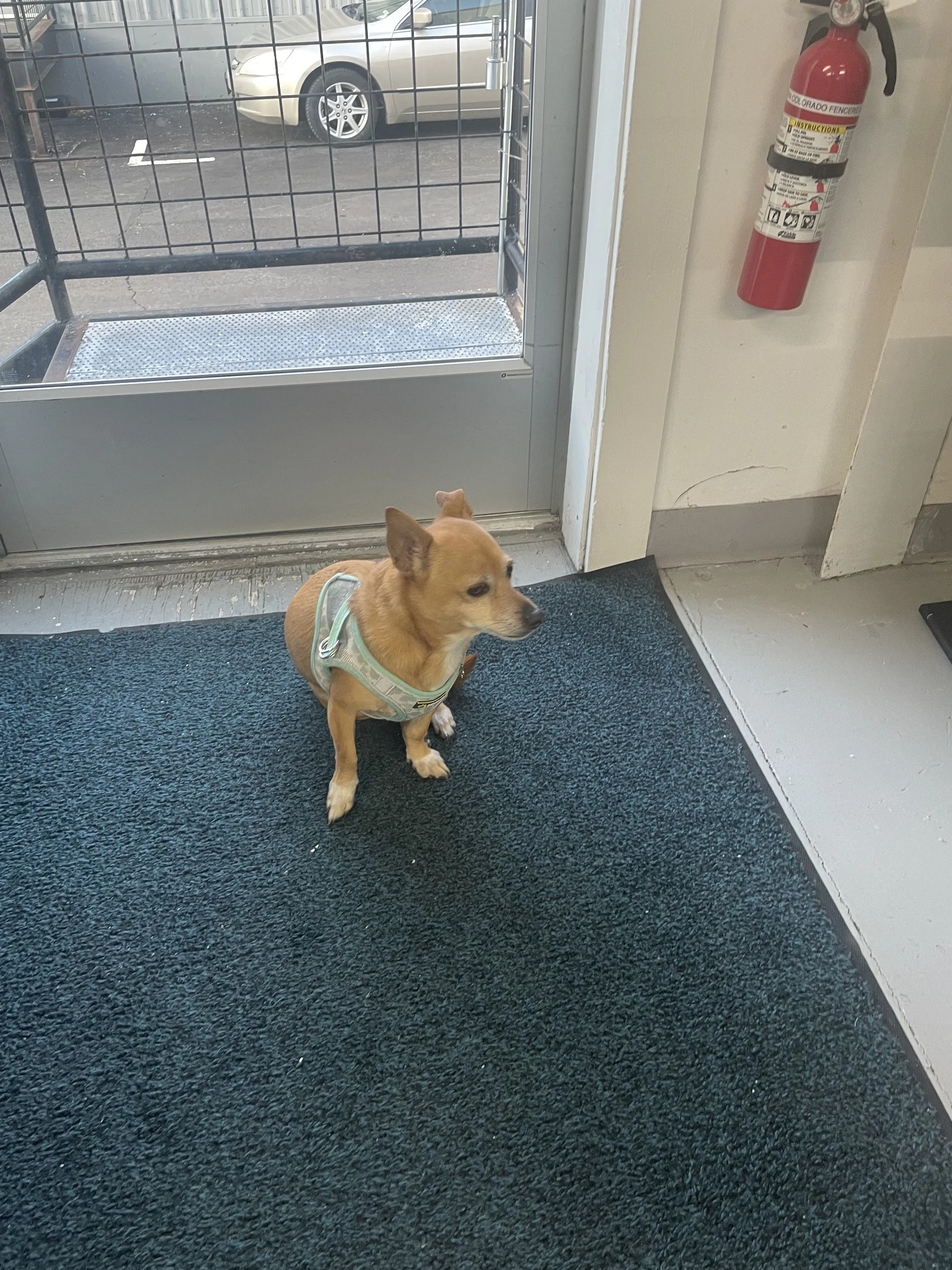 Small tan dog sitting on a dark green carpet near a glass door, with a fire extinguisher mounted on the wall to the right.