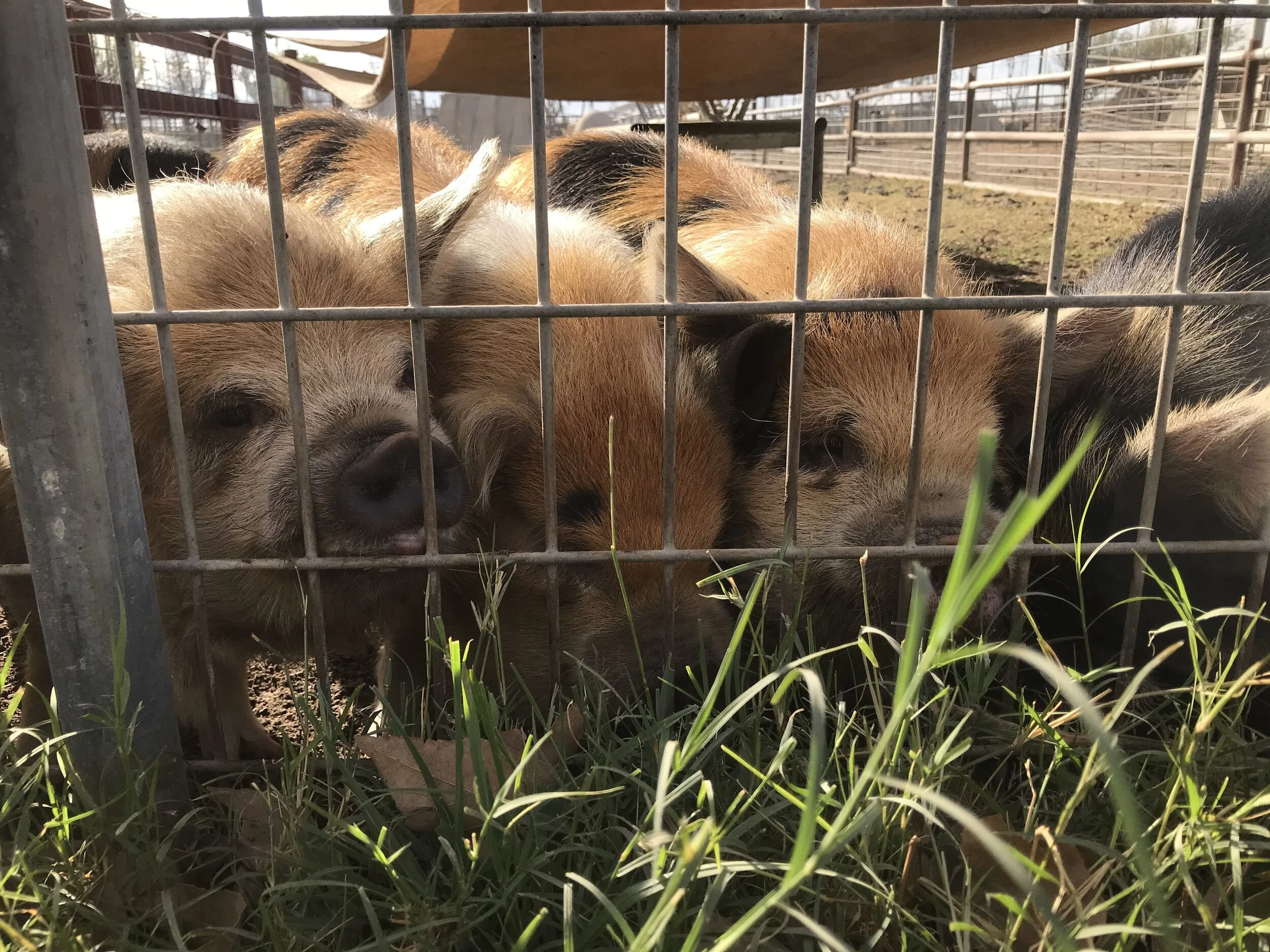 LA Area Farms to Visit