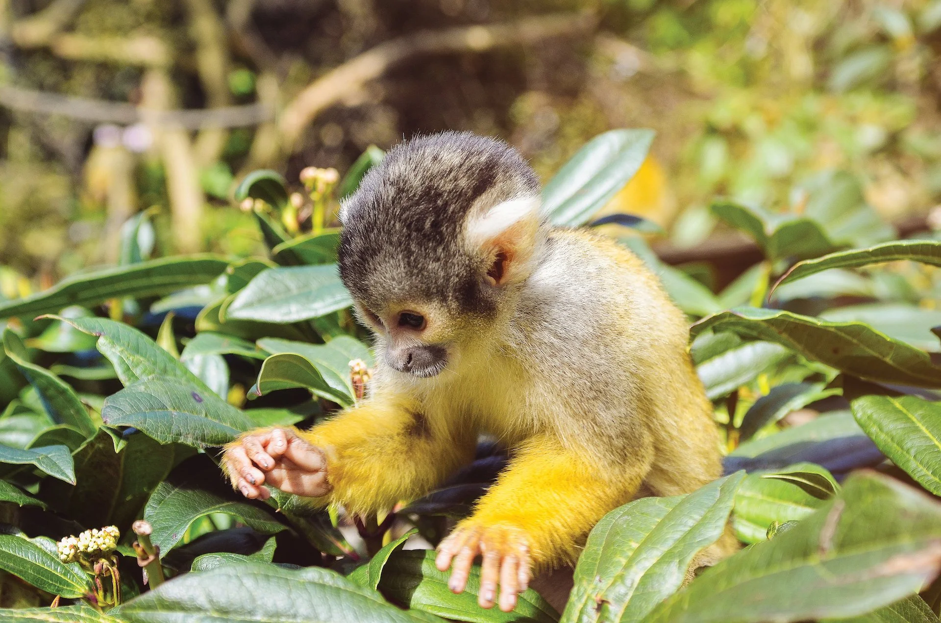 117 Cheeky Monkey.jpg