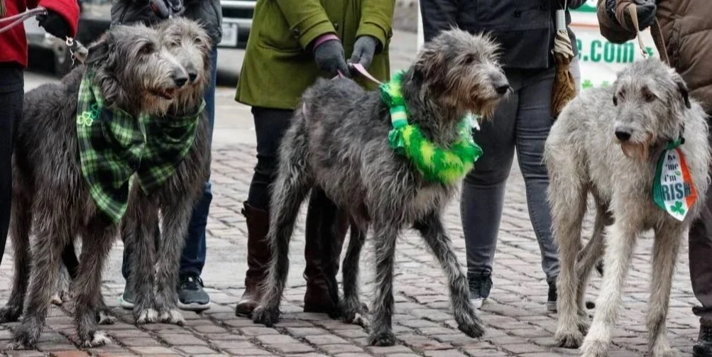 St pats group2.jpg