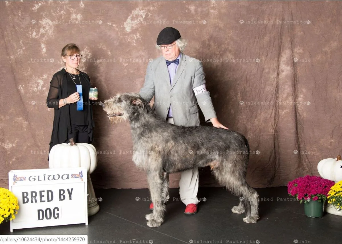     Bred By Exhibitor Dog   
  1. Rockhart Zhivago . 07/17/2015. Breeder: Lynn M. Simon MD. By Furlongs Bogart x Be Rockhart Della Bassa Pavese. Owner: Lynn M. Simon MD. 
  2. Boondocks Tangent of Cushla McCree . 01/07/2018. Breeder: Jeanie Pitzenb