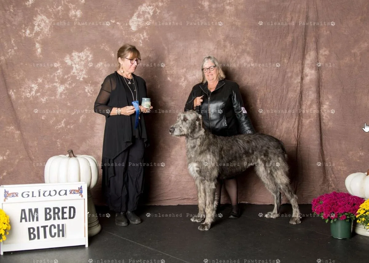     American Bred Bitch   
  1. Prairie Creek Pretty Pricilla .   03/21/2016. Breeder: Connie Smalley &amp; Joel Mattson. By Prairie Creek Arthur x Nightwing&rsquo;s Sequester @ Prairie Creek. Owner: Magie Wolfe &amp; Connie Smalley &amp; Joel Matts