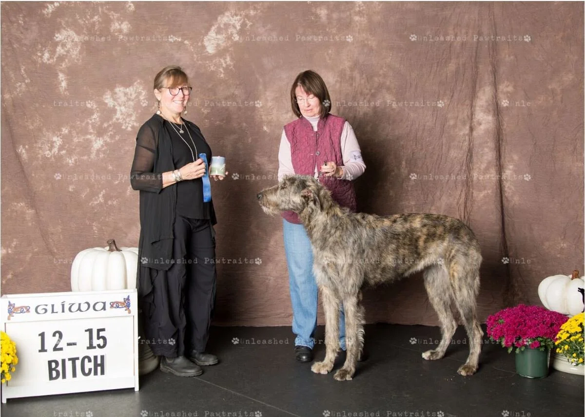   12-15 Month Yearling Bitch    Callaid Slaine Merremia Emo’Di . 10/09/2018. Breeder: Helen Philpott &amp; Chris Davis. By MBISS GCH CH Shellane Pavarotti Sings for Slaine x Cheltiagh Mercy Otis Warren of Callaid. Owner: Chris &amp; Robert Bernstein 