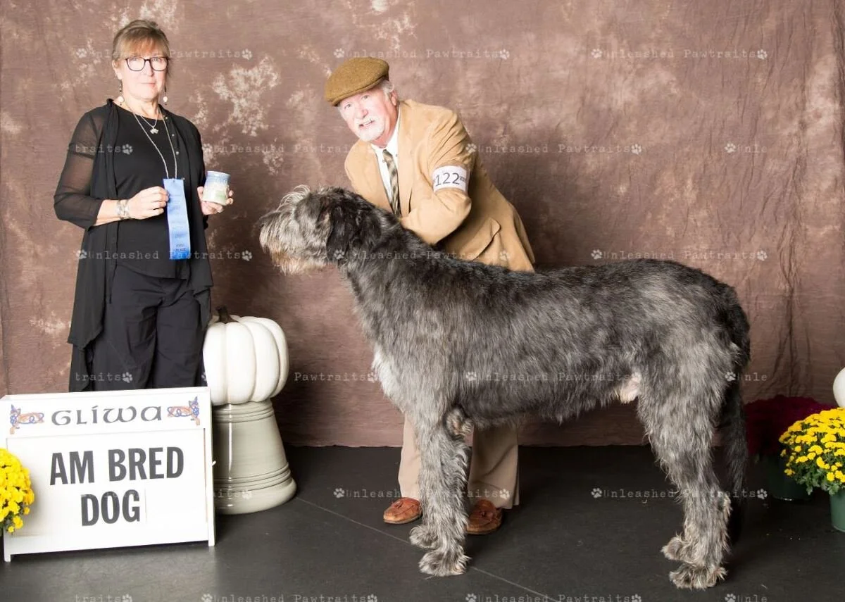     American Bred Dog   
  Howlin's Kermit's Treme Speakeasy . 04/11/2017. Breeder: David Berzins &amp; Risha Cupit-Berzins. By Eirian Padraic Brie Quick Draw Marco x CH Howlin's Praline BN RA NAP MJP2 CGC TKN. Owner: Michael Cherry, Kim Oliver, Dav