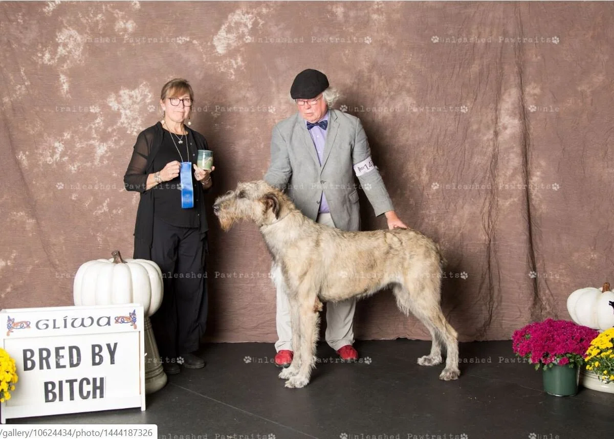     Bred By Exhibitor Bitch   
  1. Rockhart Raptur . 11/07/17. Breeder: Lynn M. Simon MD. By Rockhart Xavier x Rockhart Uschara. Owner: Lynn M. Simon MD. 
  2. Tresmorn Aubrey . 01/19/2016. Breeder: Beth Renstrom &amp; Lynn M. Simon MD. By Rockhar
